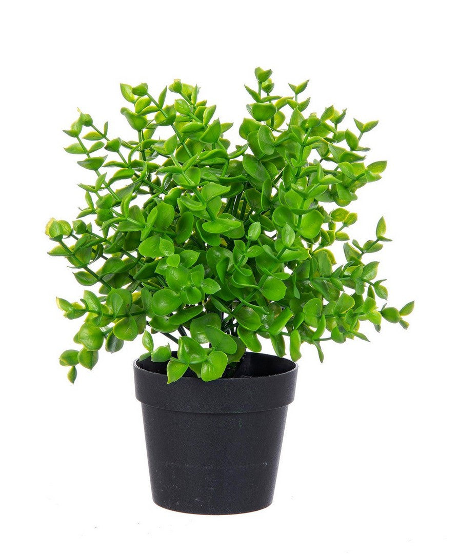 PIANTA SEDUM VERDE
