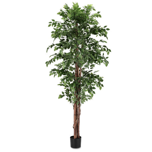 PIANTA FICUS C-VASO 2480FOGLIE H210