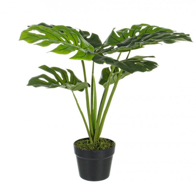 PIANTA FILODENDRO C-VASO 8FOGLIE H60CM
