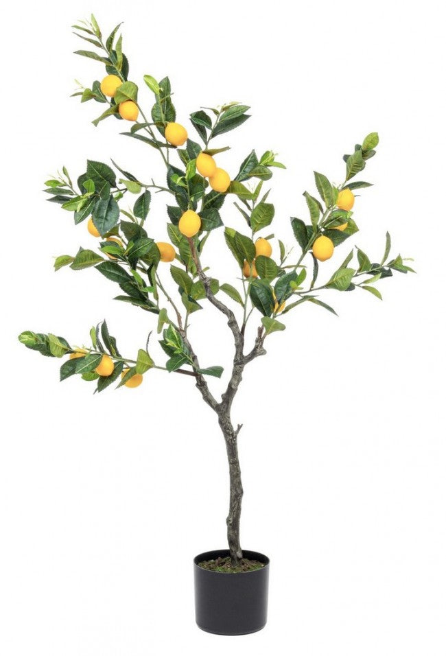 PIANTA LIMONE C-VASO 198FOGLIE H120