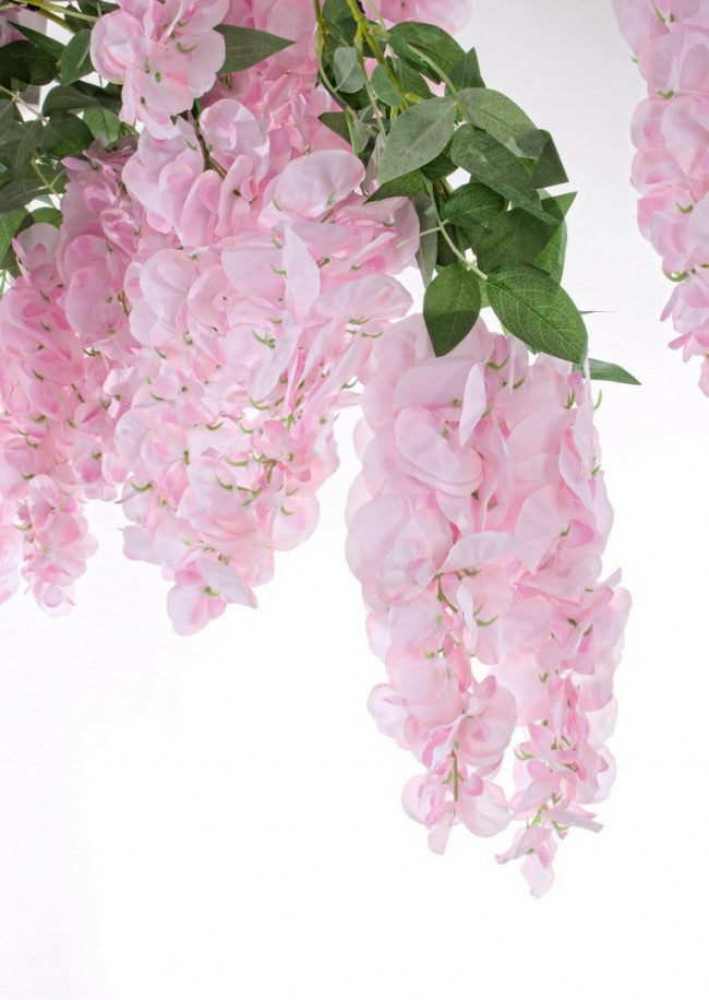 ALBERO GLICINE ROSA H320