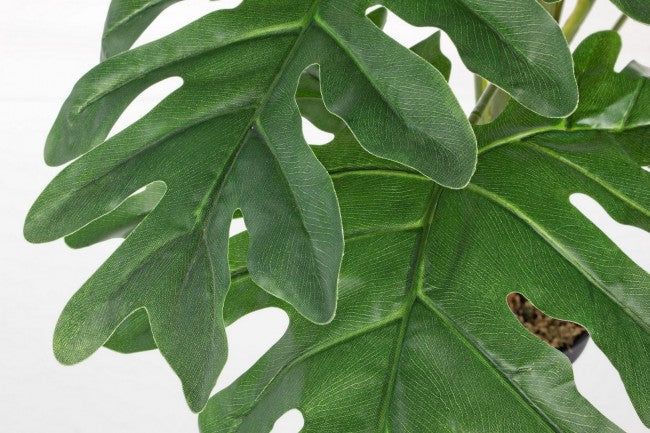 PIANTA FILODENDRO ZIGRINATO C-V 12F H90