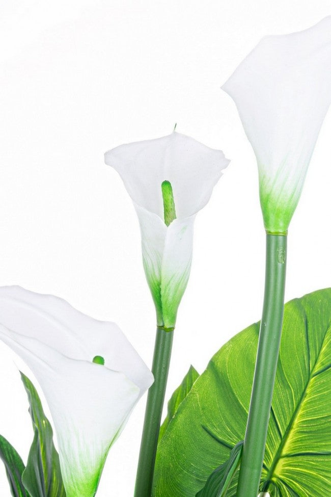 PIANTA CALLA C-VASO 27FOGLIE X3F H100
