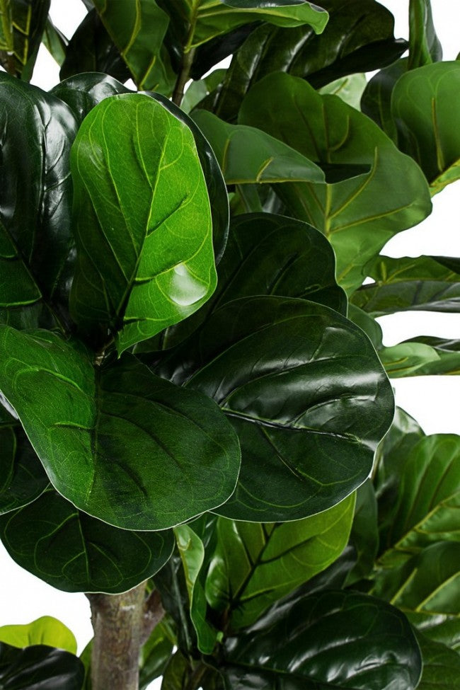 PIANTA FICUS LYRATA C-VASO 153FOGL H190