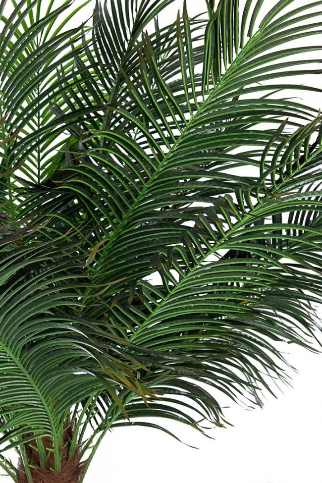 PIANTA PALMA C-VASO 21FOGLIE H300