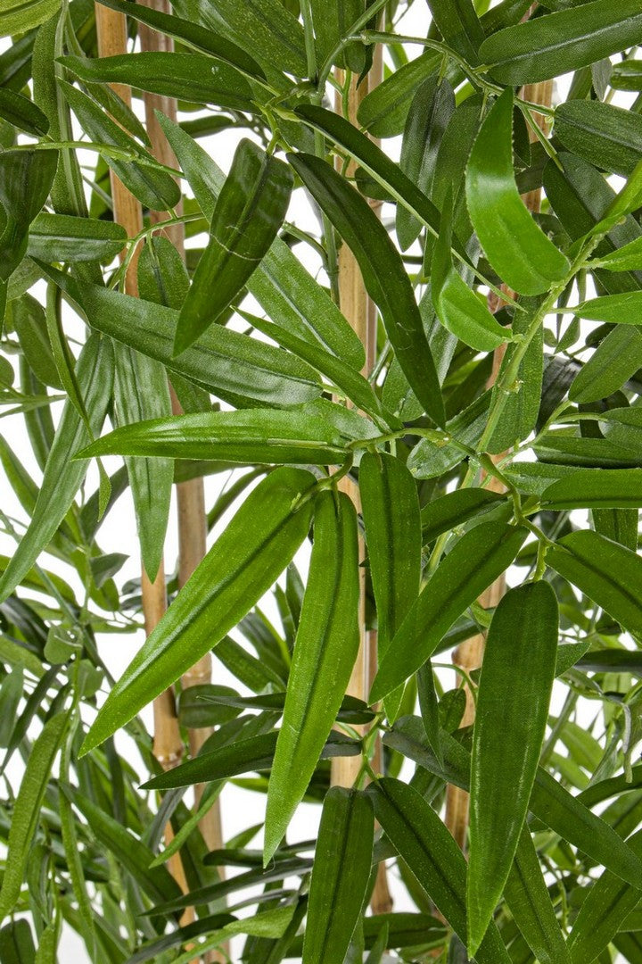 PIANTA BAMBOO C-VASO H185CM