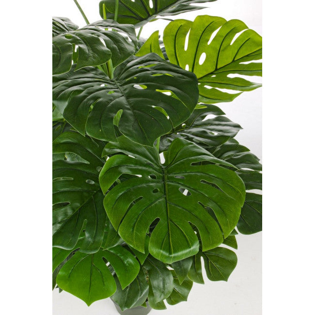 PIANTA FILODENDRO C-VASO 23FOGLIE H120CM