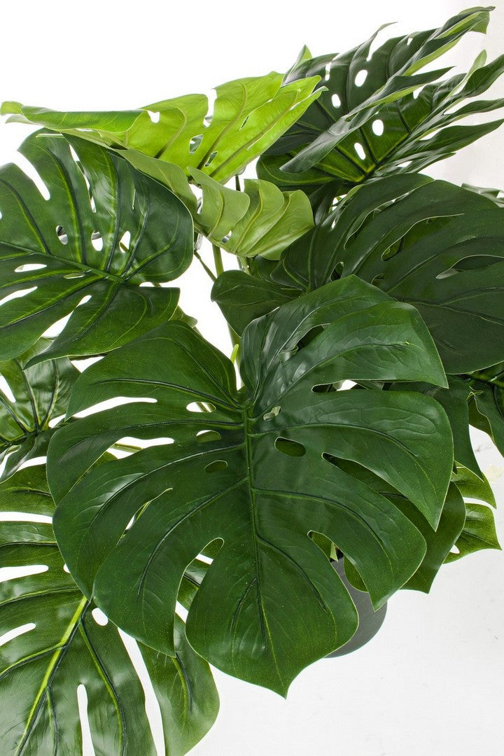 PIANTA FILODENDRO C-VASO 24FOGLIE H65CM