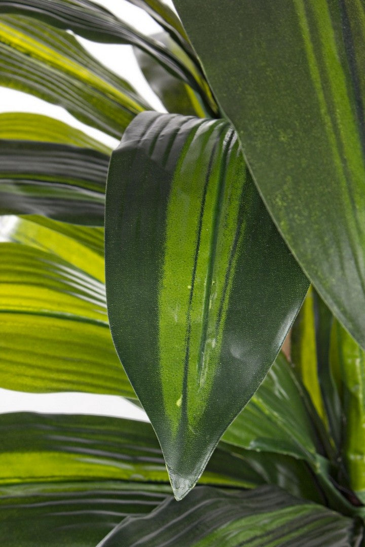 PIANTA DRACAENA C-VASO 43FOGLIE H88CM