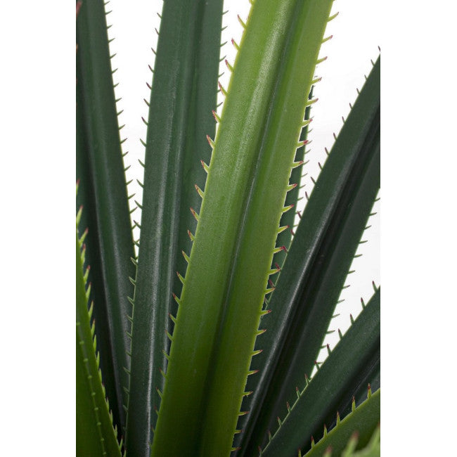 PIANTA RUSCACEAE C-VASO 28FOGLIE H90CM