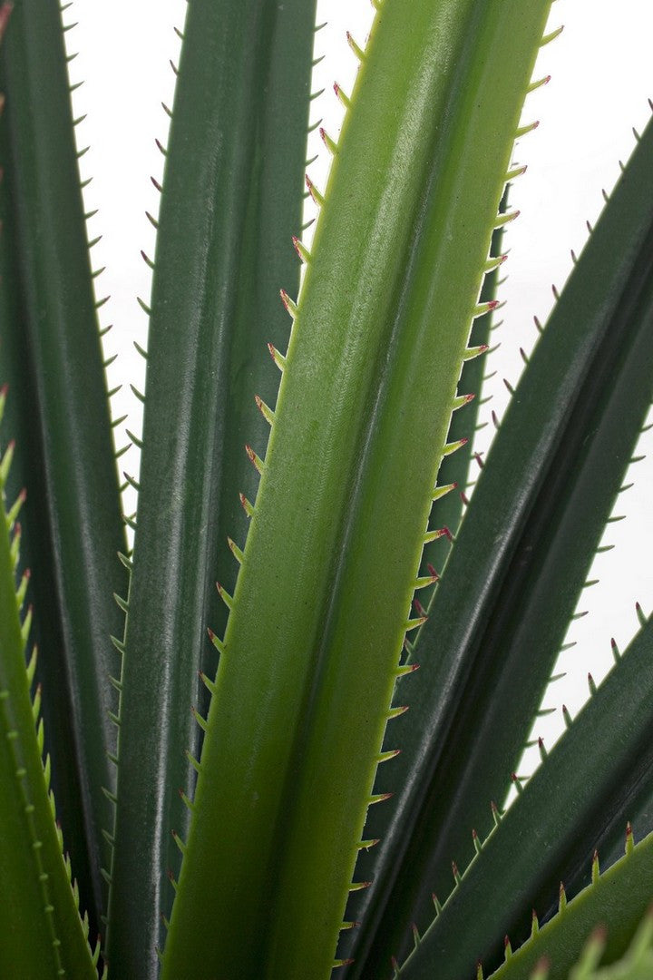 PIANTA RUSCACEAE C-VASO 28FOGLIE H90CM