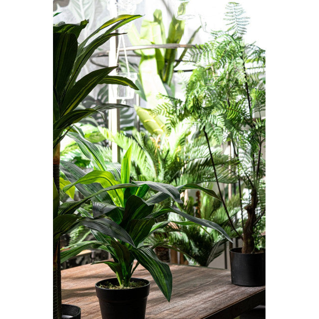 PIANTA FELCE C-VASO 75FOGLIE H108