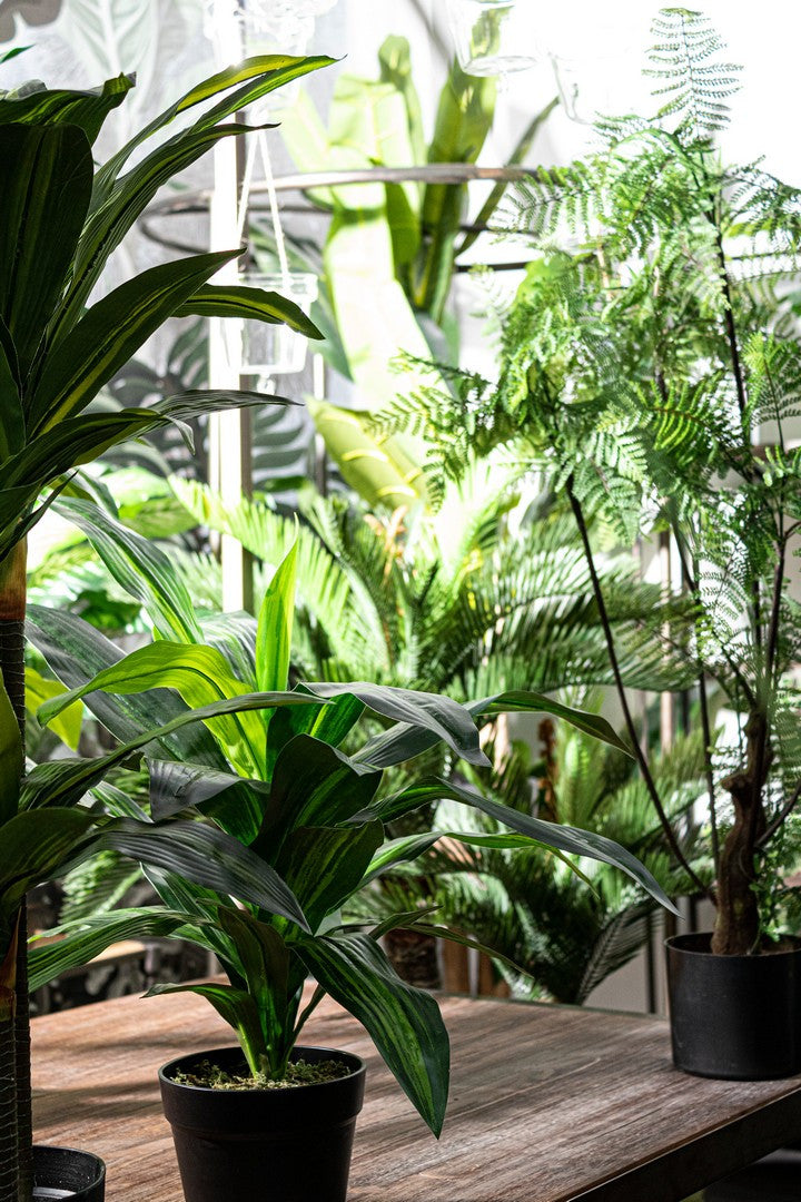 PIANTA FELCE C-VASO 75FOGLIE H108