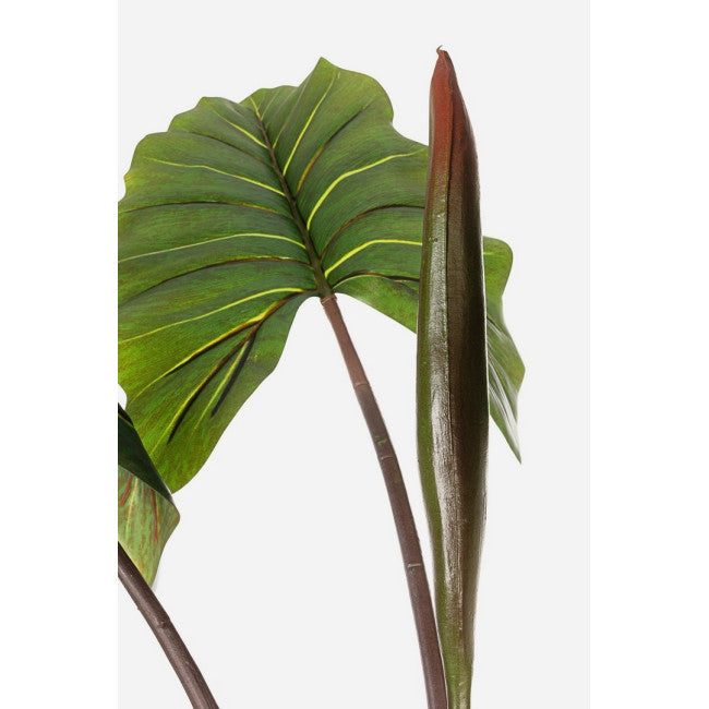 PIANTA DIEFFENBACHIA C-V 10FOGLIE H134