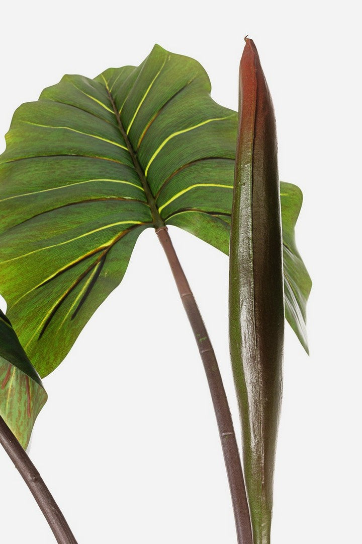 PIANTA DIEFFENBACHIA C-V 10FOGLIE H134