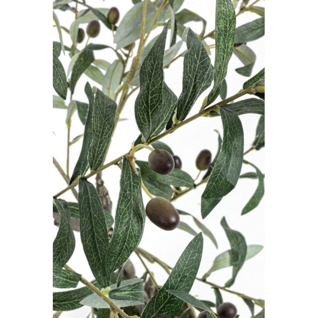 PIANTA ULIVO C-VASO 492FOGLIE H120