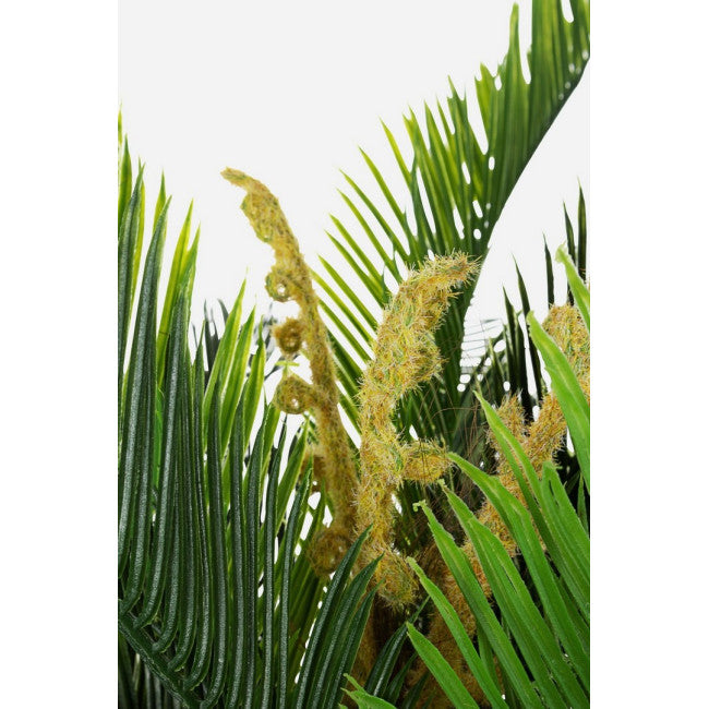 PIANTA PALMA C-VASO 36FOGLIE 2TR H150