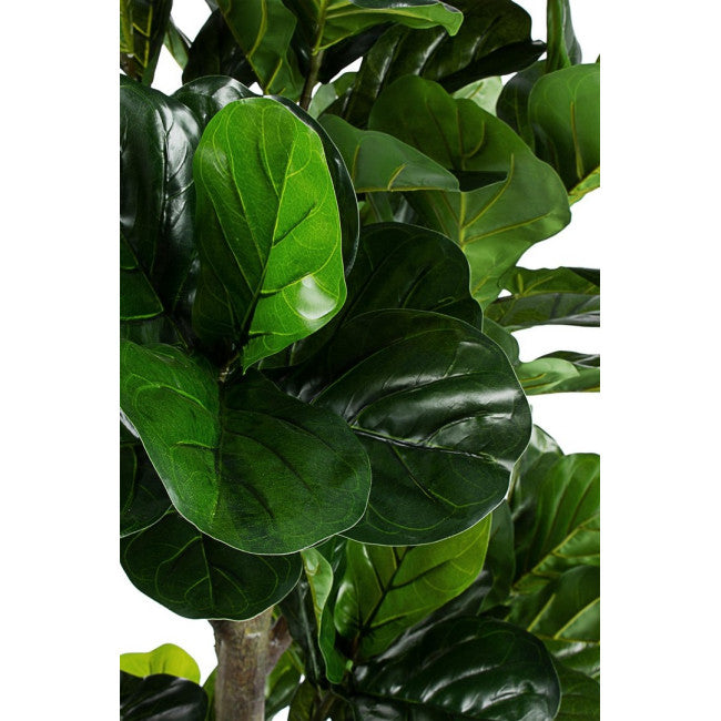 PIANTA FICUS LYRATA C-VASO 153FOGL H190