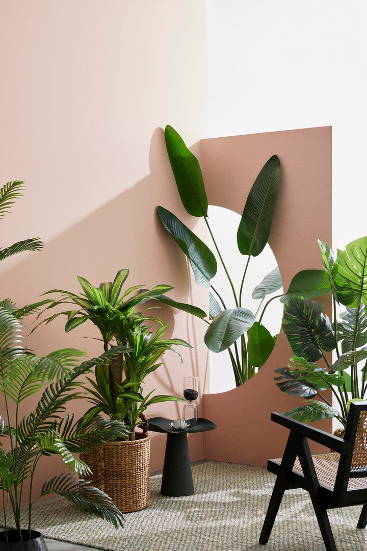 PIANTA DRACAENA C-VASO 65FOGLIE H110