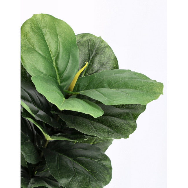 PIANTA FICUS LYRATA C-VASO 72FOGLIE H120
