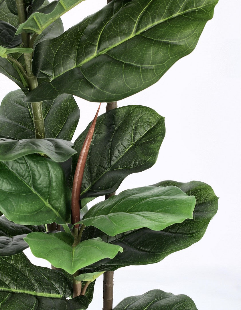 PIANTA FICUS LYRATA C-VASO 39FOGLIE H145