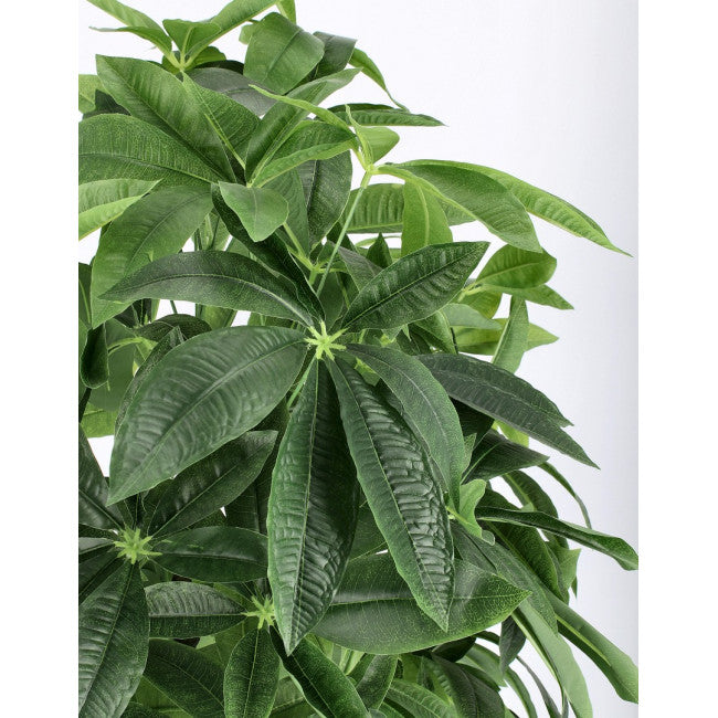 PIANTA PACHIRA AQUATICA C-VASO 360F H160