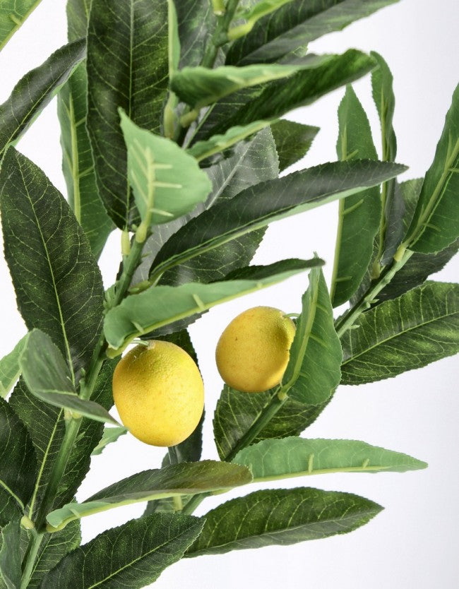 PIANTA LIMONE C-VASO 224FOGLIE H115