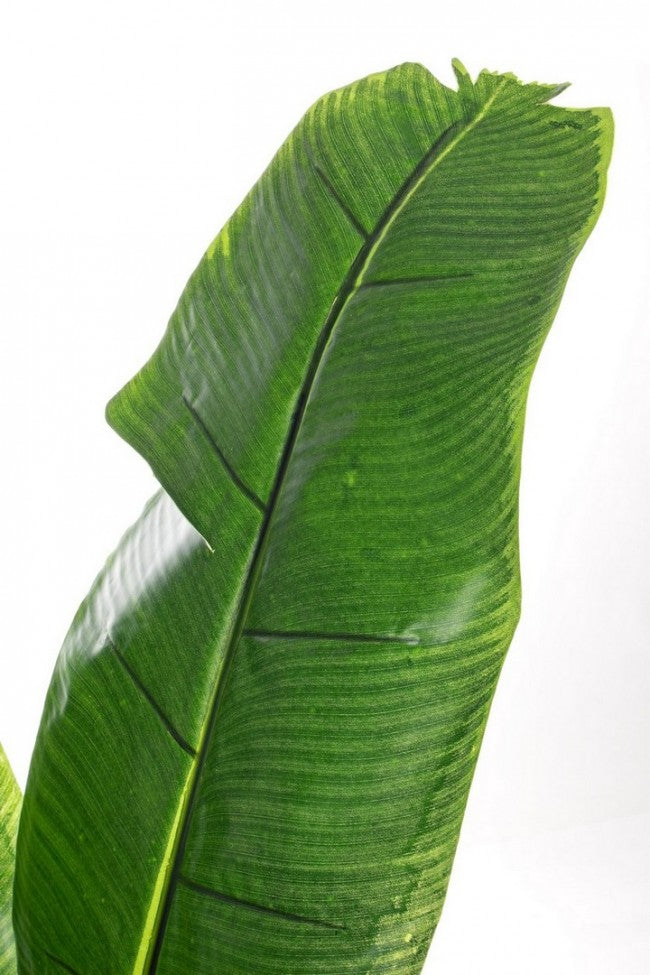 PIANTA BANANO C-VASO 16FOGLIE H170CM