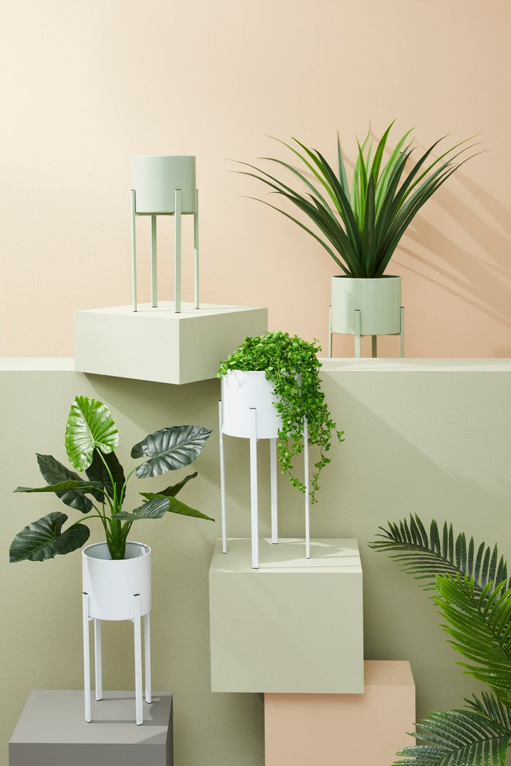 SET2 P.FIORE ESTER TO BIANCO