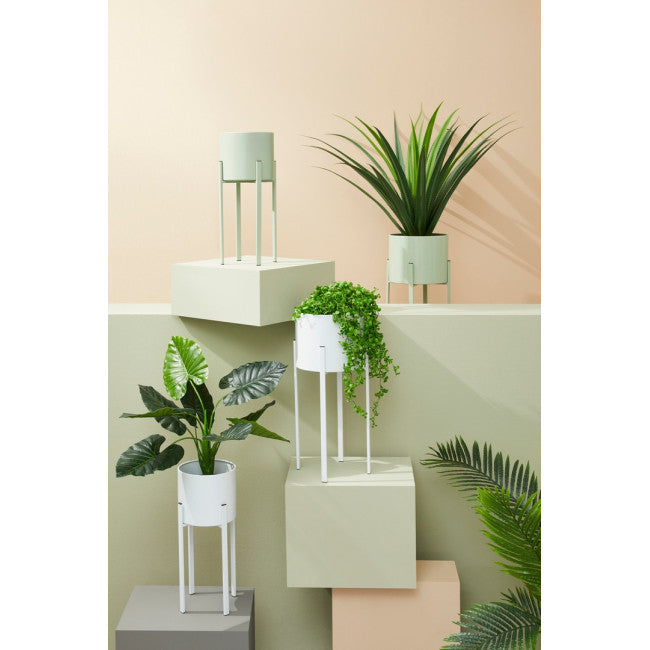 SET2 P.FIORE ESTER TO VERDE SALVIA