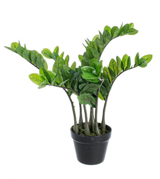 PIANTA ZAMIIFOLIA C-VASO 114FOGLIE H64
