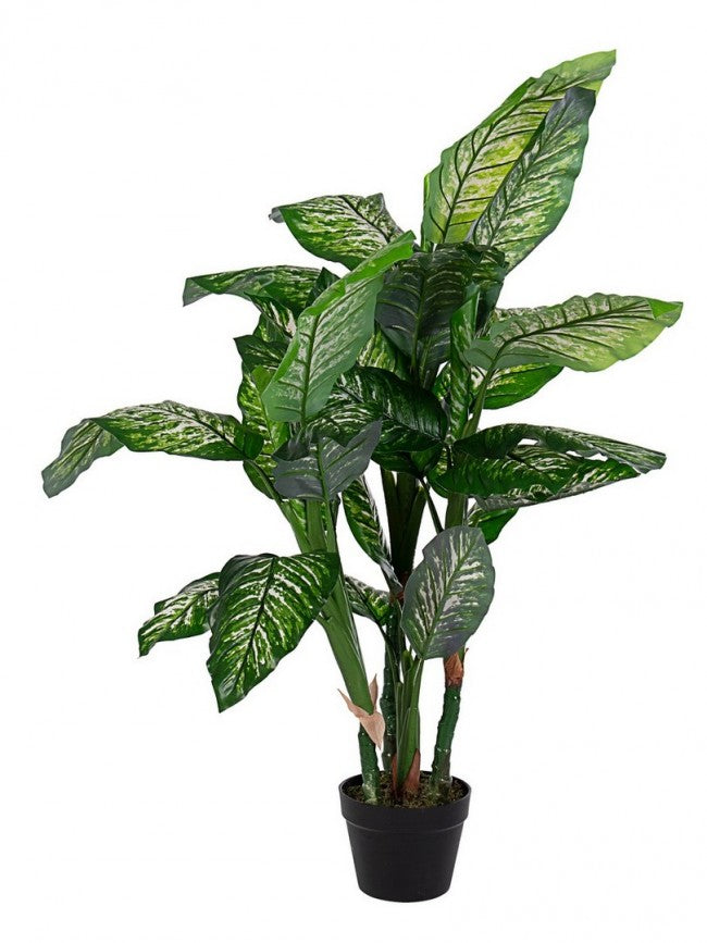 PIANTA DIEFFENBACHIA C-VASO 31FOGL H120