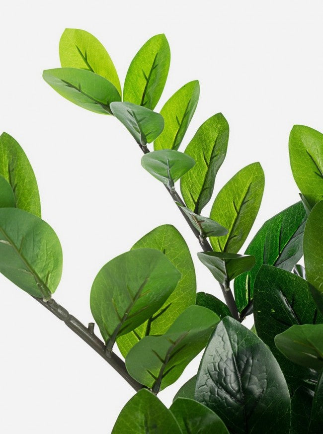 PIANTA ZAMIIFOLIA C-VASO 114FOGLIE H64