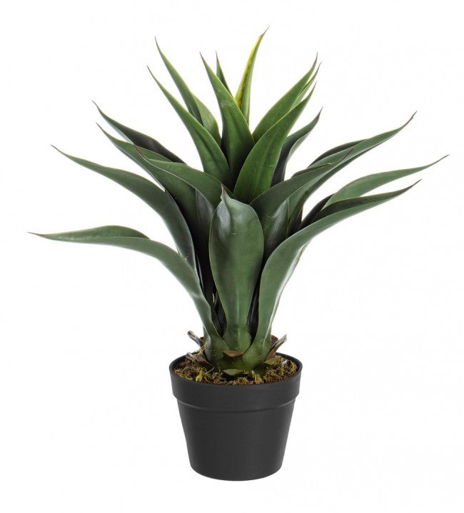 PIANTA AGAVE C-VASO 25FOGLIE H60