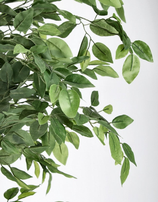PIANTA BANYAN C-VASO 2480FOGLIE H210