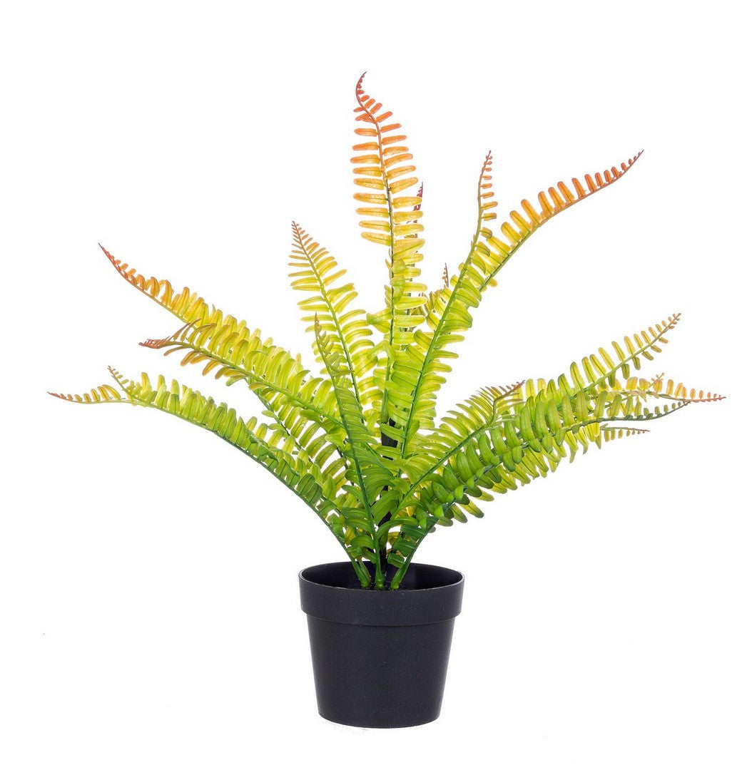 PIANTA FELCE CYATHEA VERDE-ROSSO