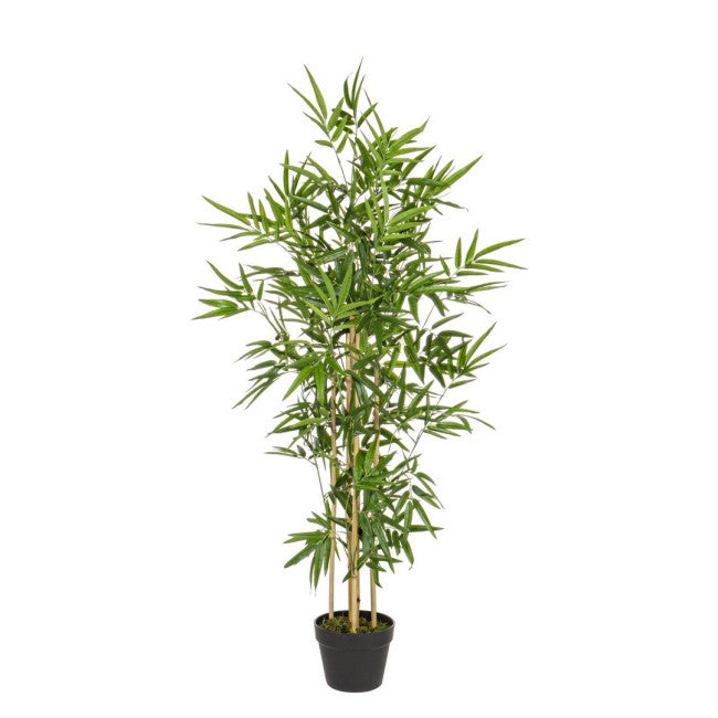 PIANTA BAMBOO C-VASO H130CM