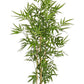 PIANTA BAMBOO C-VASO H130CM