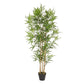PIANTA BAMBOO C-VASO H155CM