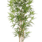 PIANTA BAMBOO C-VASO H155CM