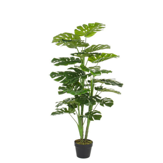 PIANTA FILODENDRO C-VASO 23FOGLIE H120CM