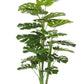 PIANTA FILODENDRO C-VASO 23FOGLIE H120CM