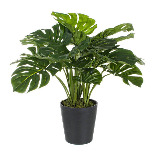 PIANTA FILODENDRO C-VASO 24FOGLIE H65CM
