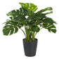 PIANTA FILODENDRO C-VASO 24FOGLIE H65CM