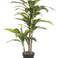 PIANTA DRACAENA C-VASO 43FOGLIE H88CM