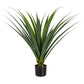 PIANTA RUSCACEAE C-VASO 28FOGLIE H90CM