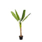 PIANTA BANANO C-VASO 7FOGLIE H113