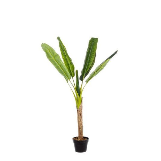 PIANTA BANANO C-VASO 7FOGLIE H113