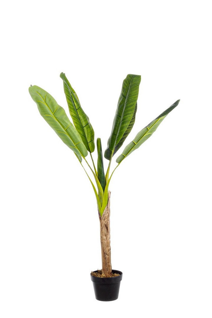 PIANTA BANANO C-VASO 7FOGLIE H113