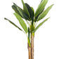 PIANTA BANANO C-VASO 14FOGLIE H135
